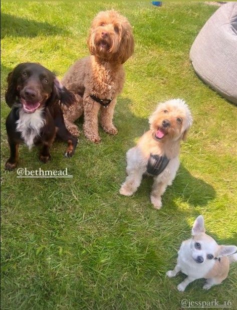 Chloe Kelly pet dogs