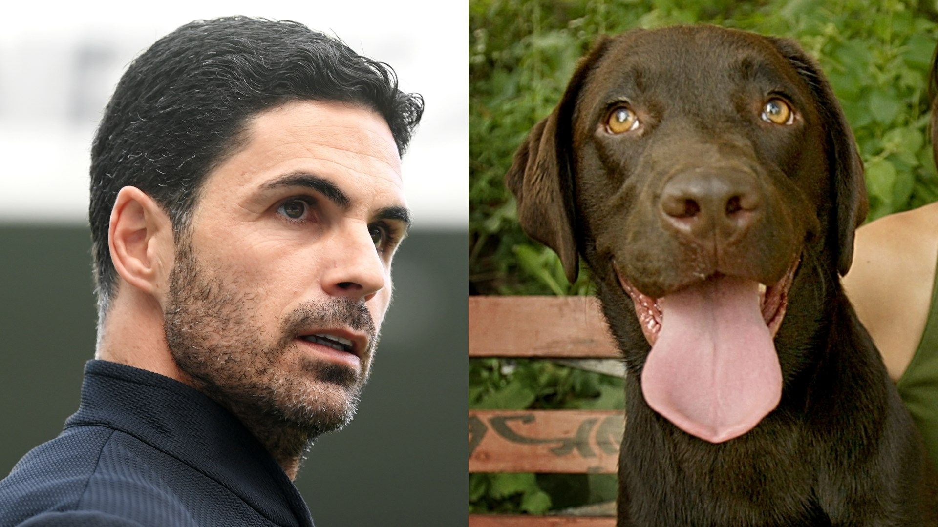 Arteta Dog