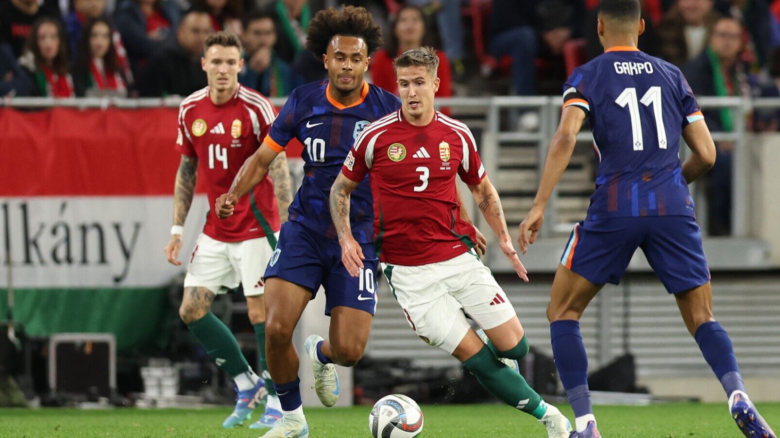 Nikitscher Tamás Magyarország Hollandia