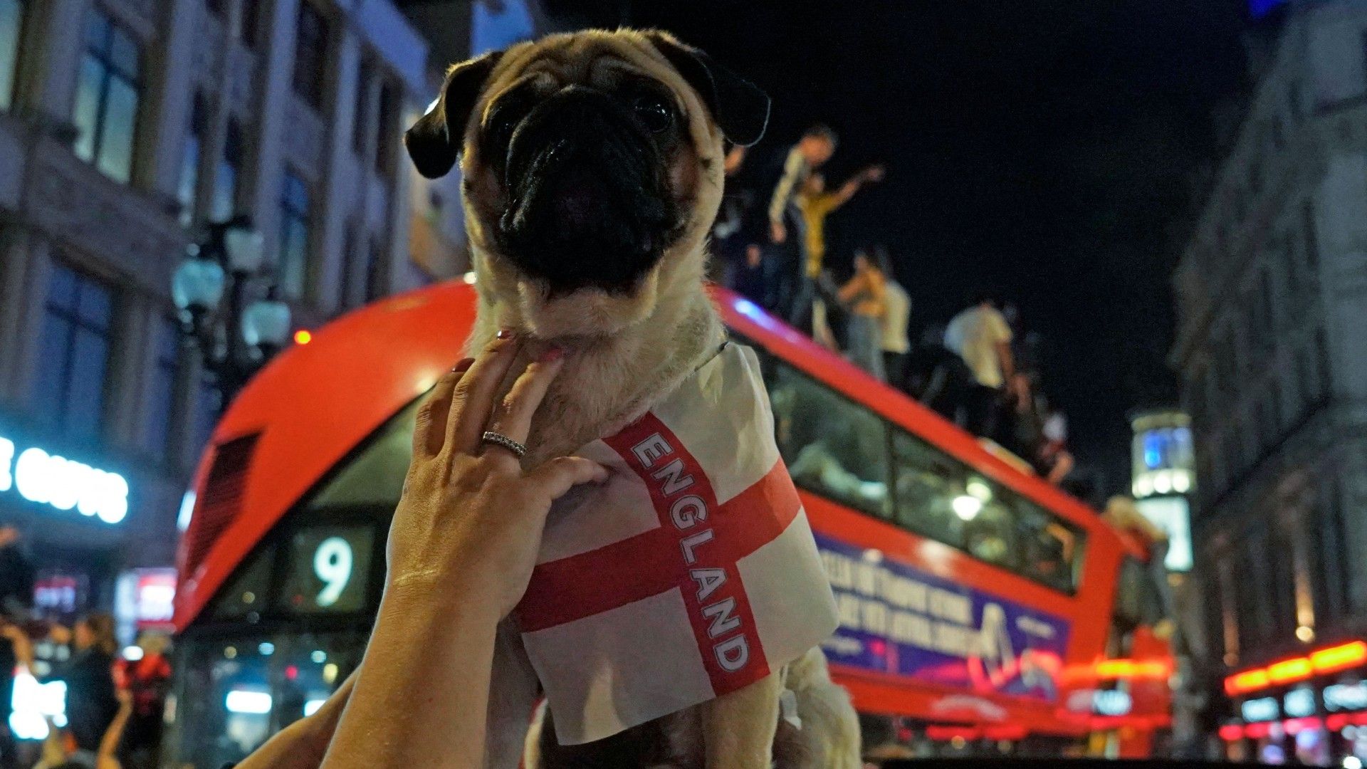England fan dog Euro 2020