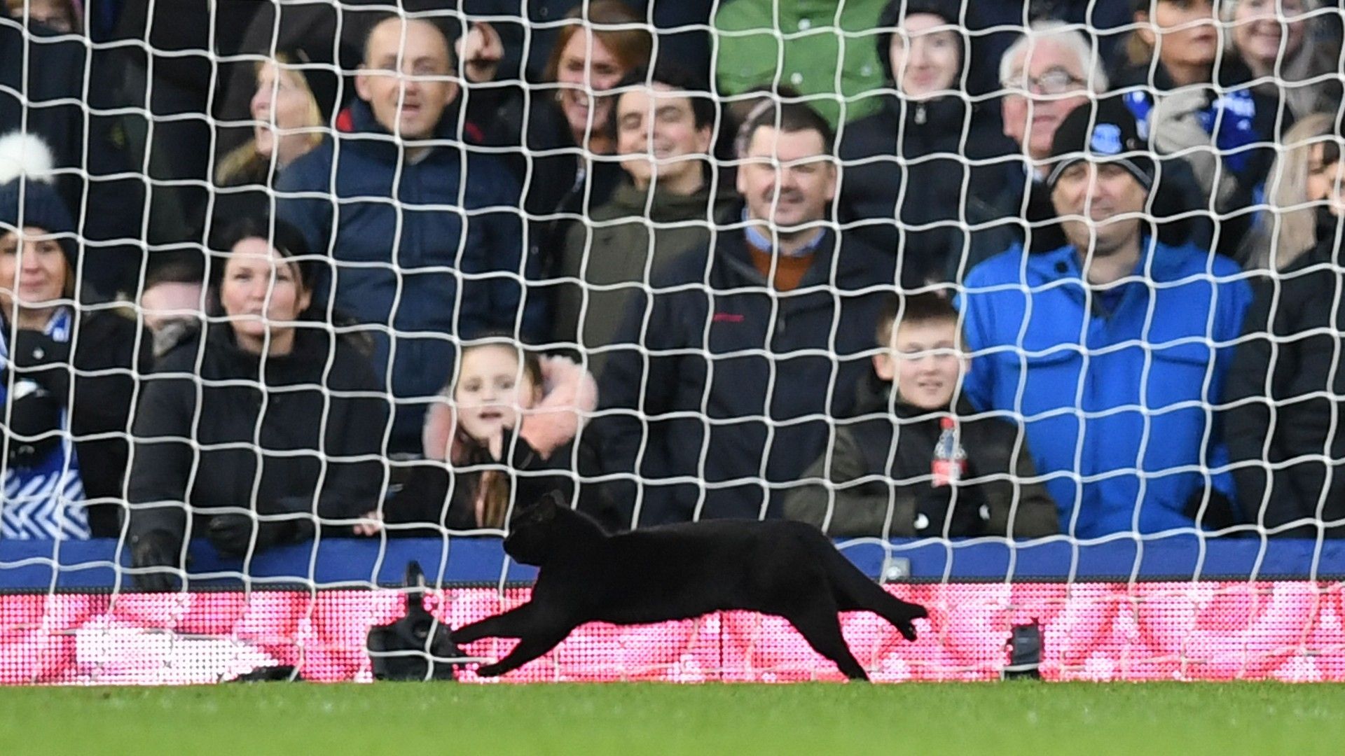 20220202-cat on the pitch