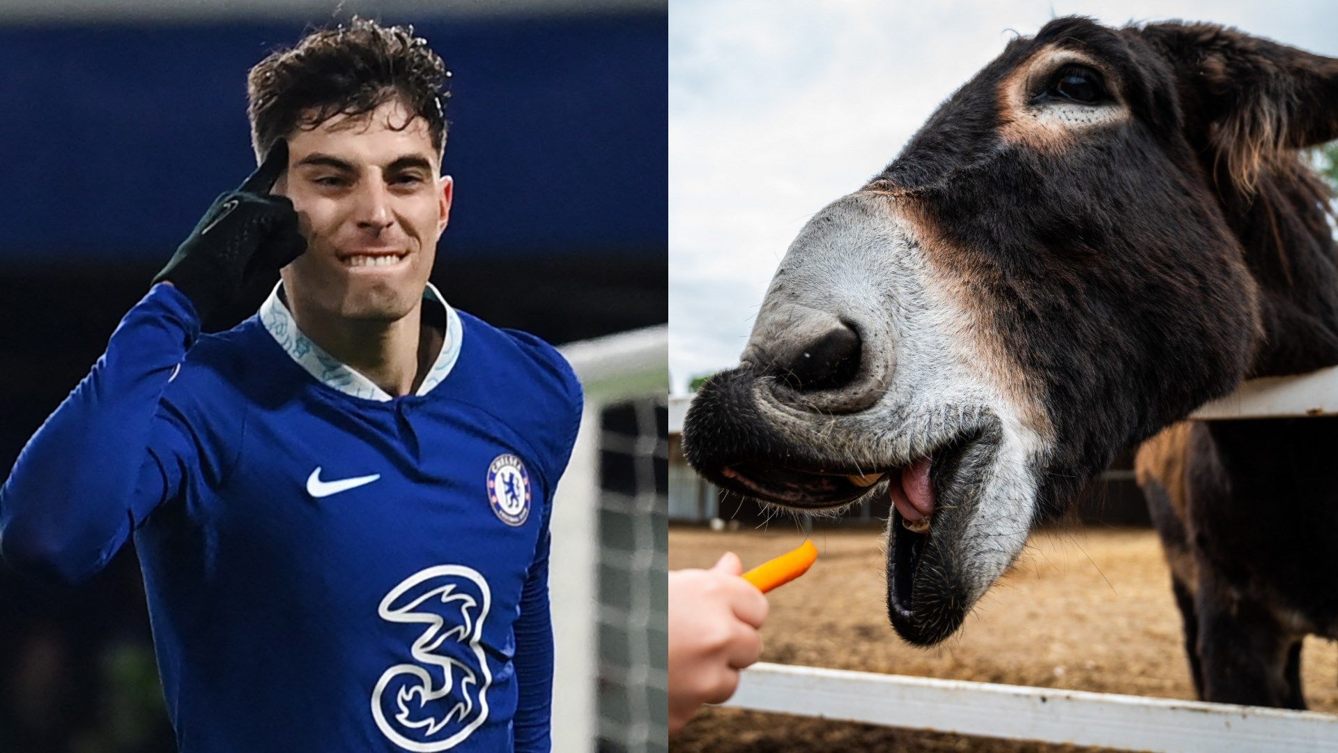 Havertz-donkey-Chelsea