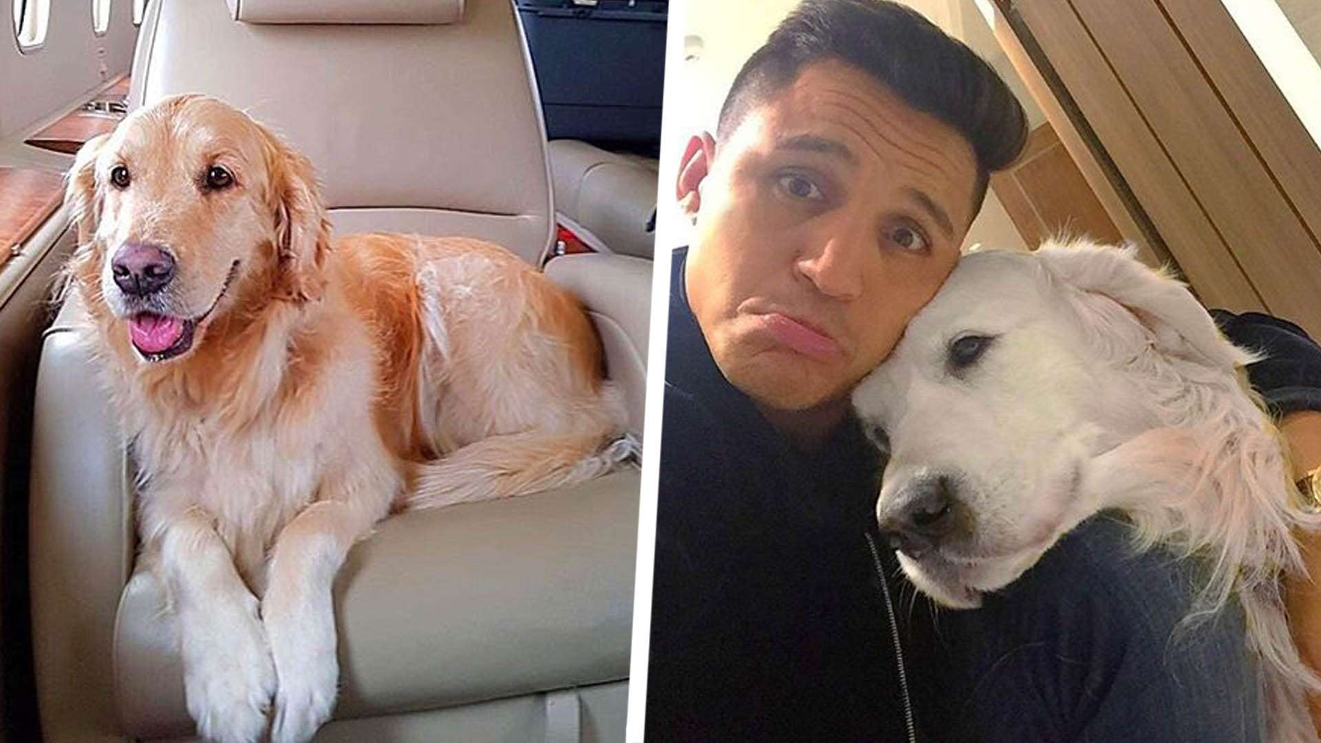 Atom & Humber Alexis Sanchez Split