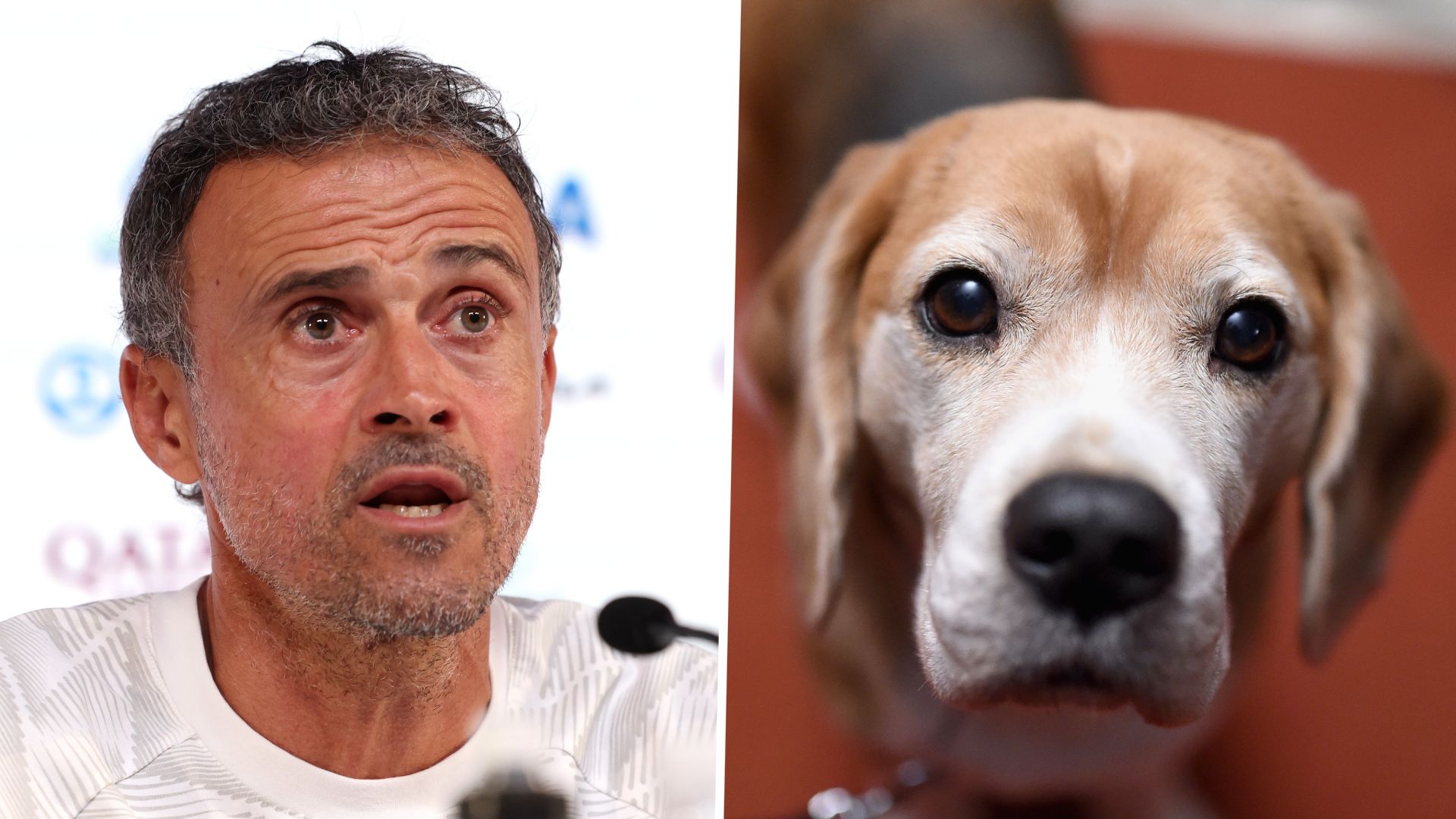 Luis Enrique dog GFX