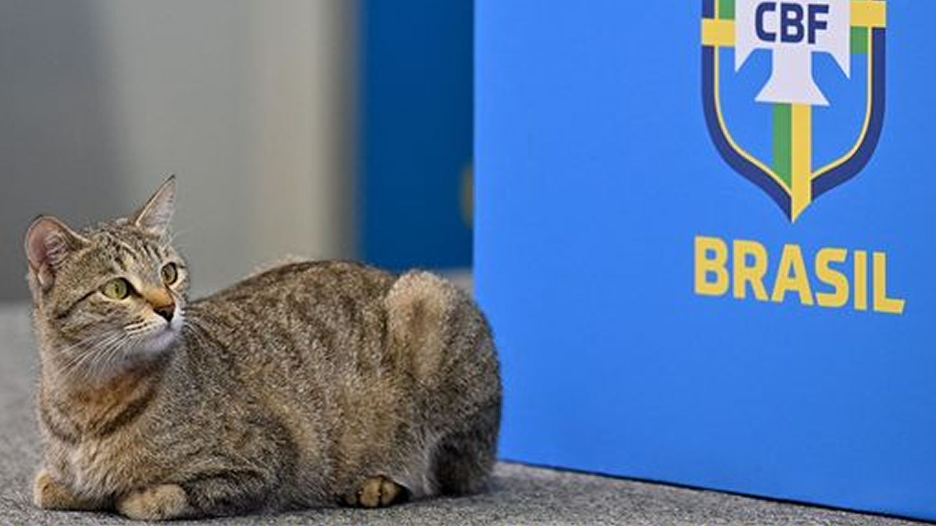 Memes Croacia Brasil Qatar 2022