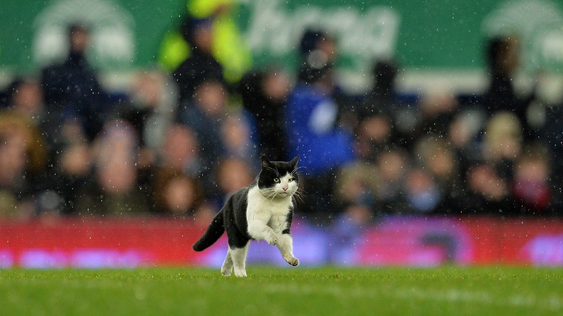 20220202-cat on the pitch