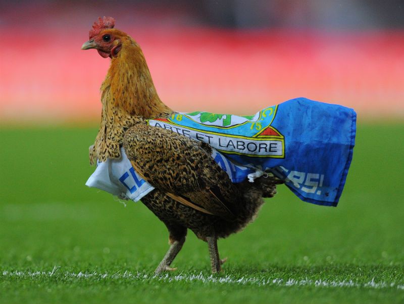 Chicken blackburn rovers