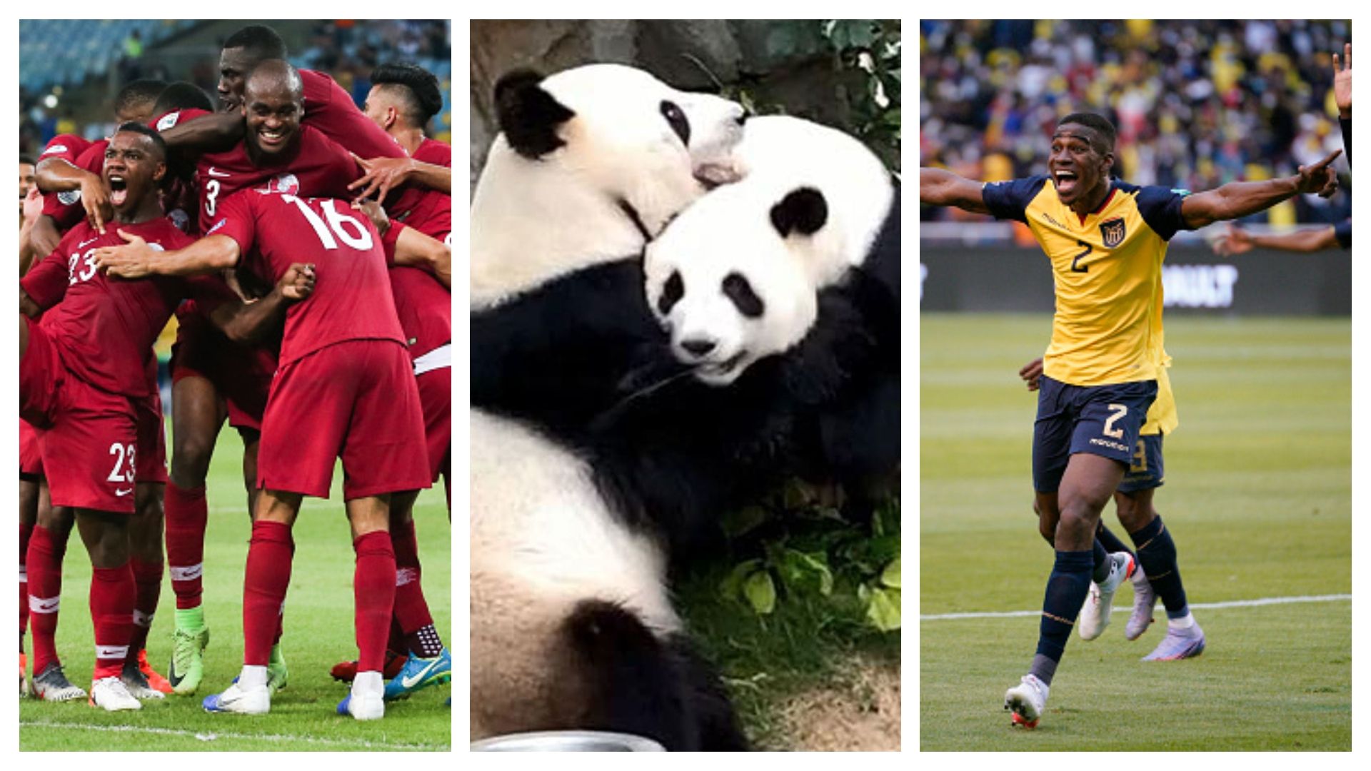 qatar - Ecuador - panda 2022