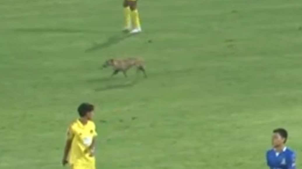 เชียงใหม่ เอฟซี