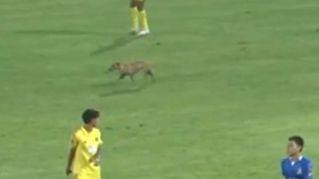 เชียงใหม่ เอฟซี