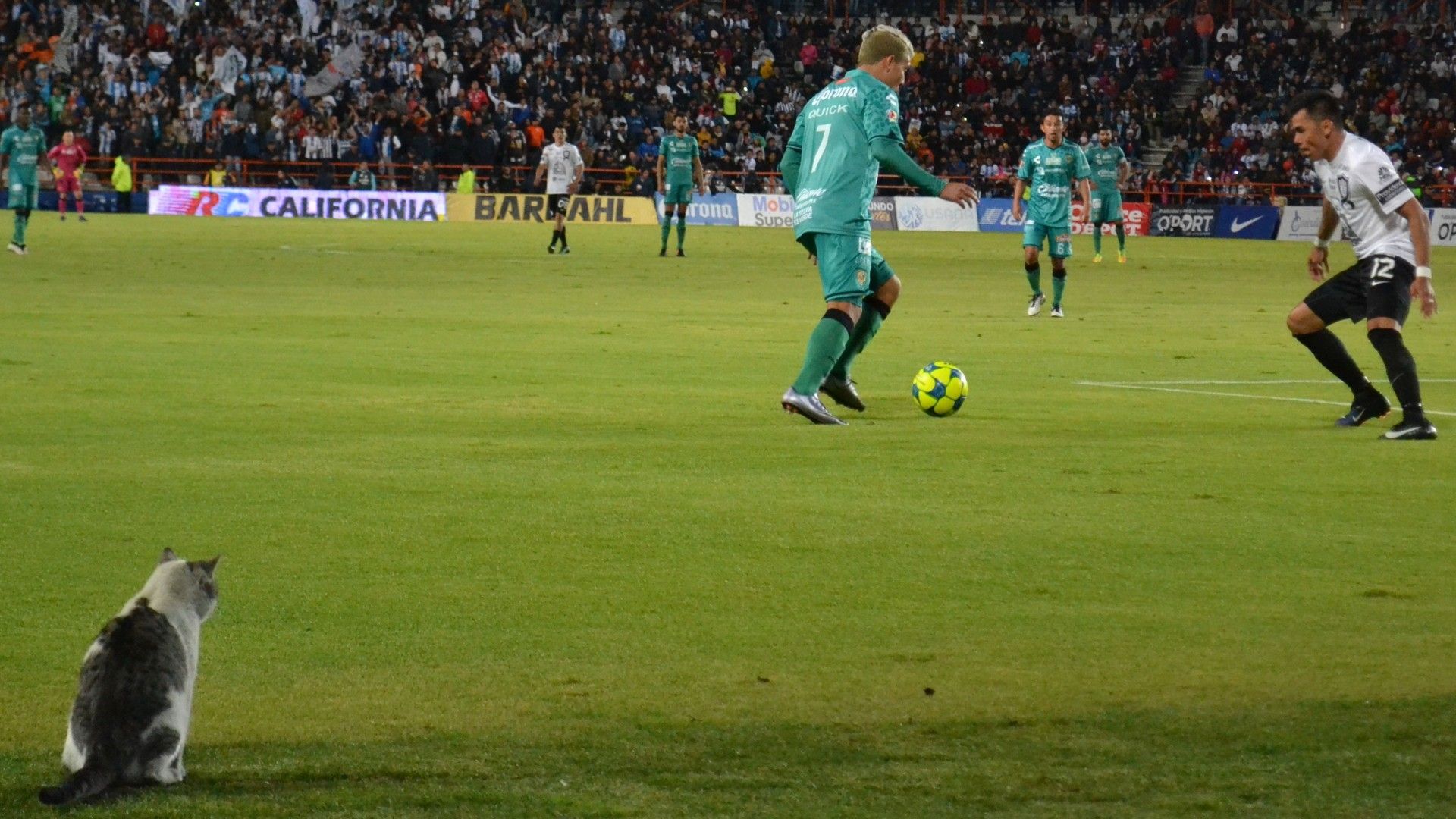 20220202-cat on the pitch