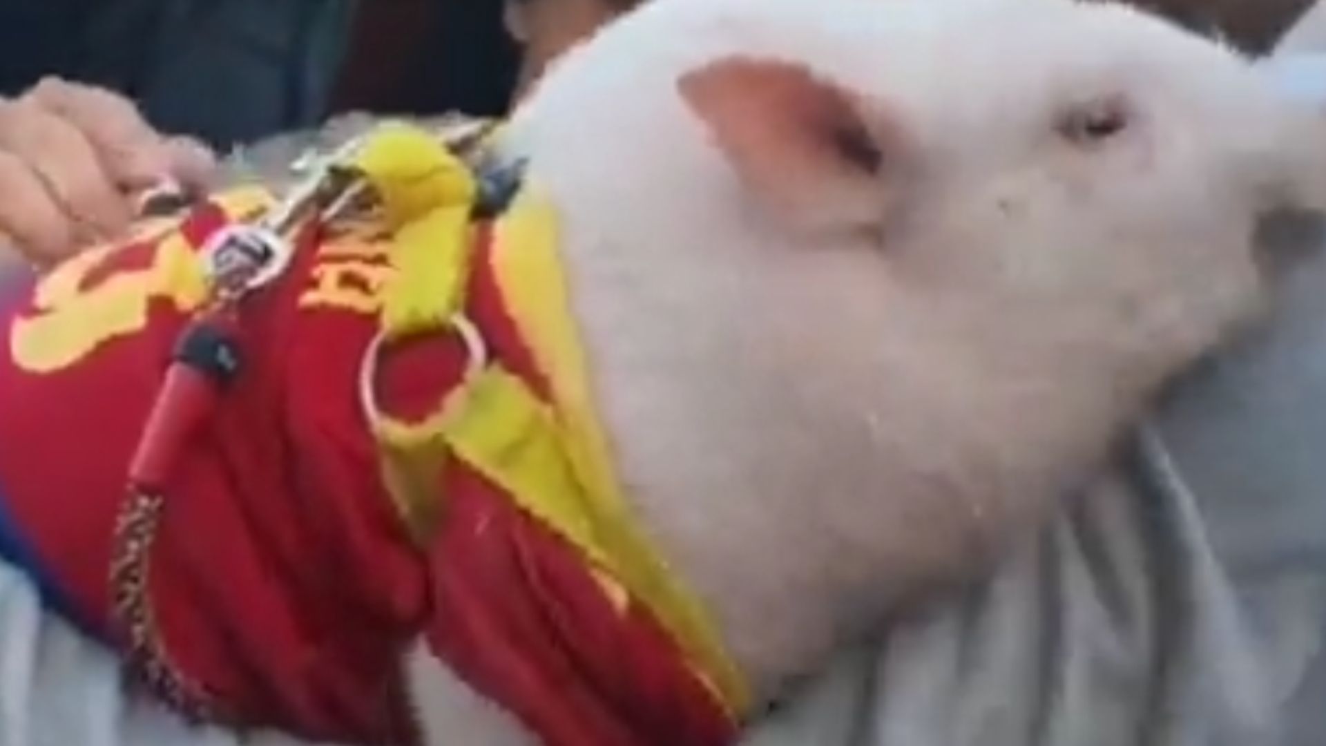 Pig Puig