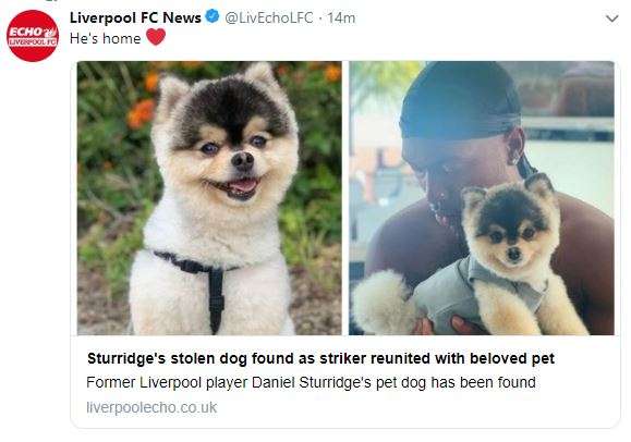 스터리지 강아지