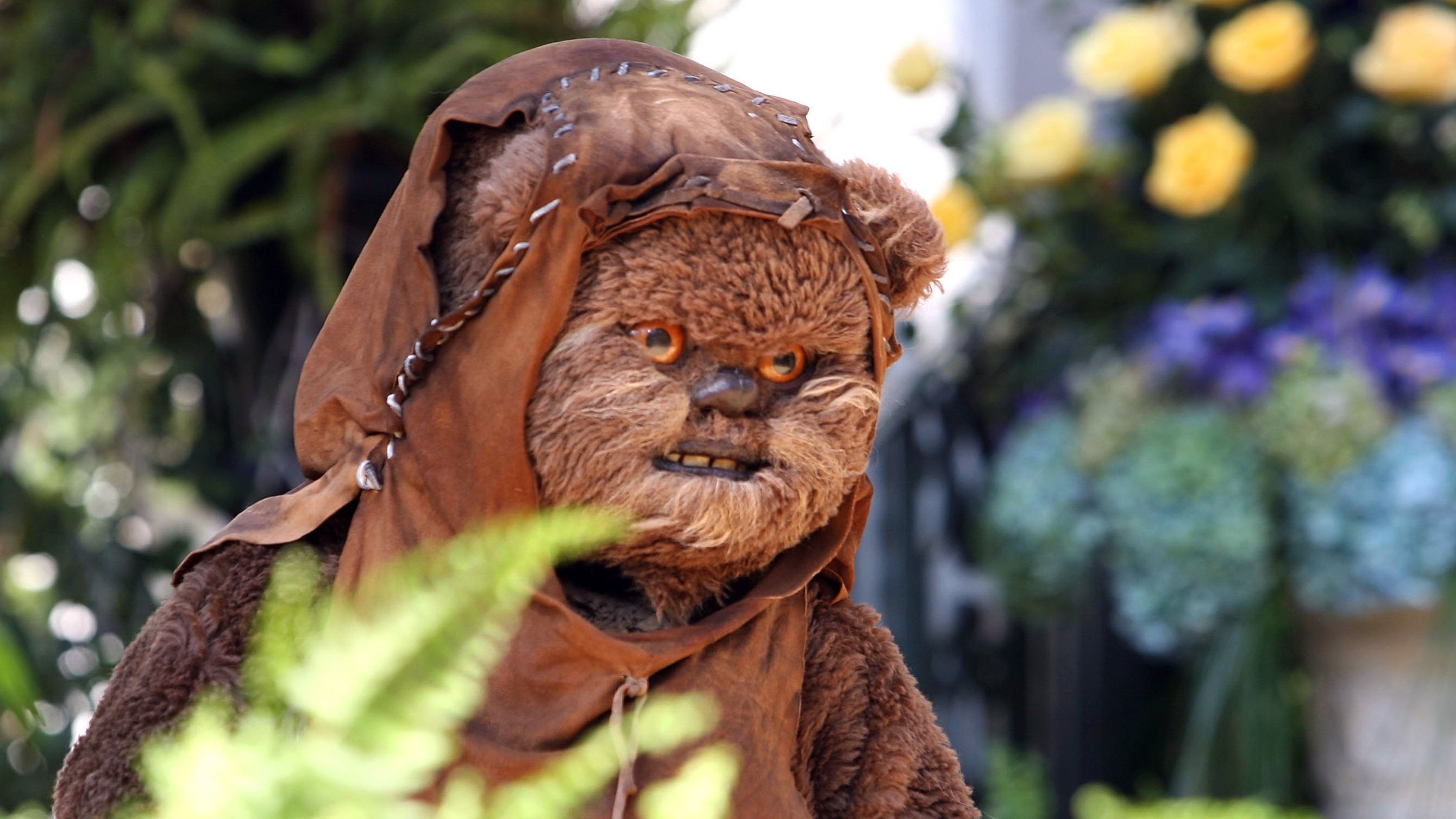 Ewok