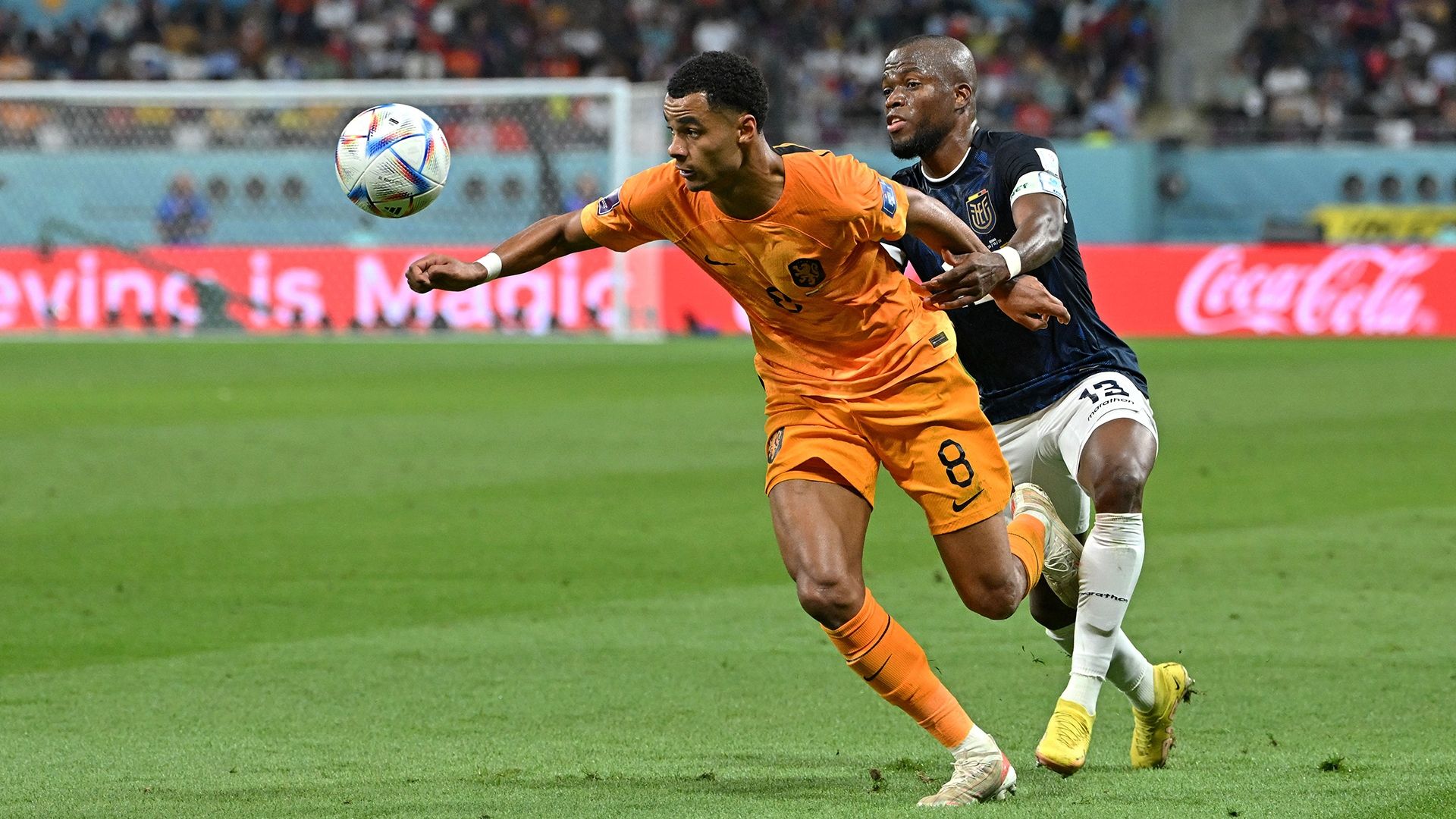 Cody Gakpo Netherlands Ecuador 2022 World Cup