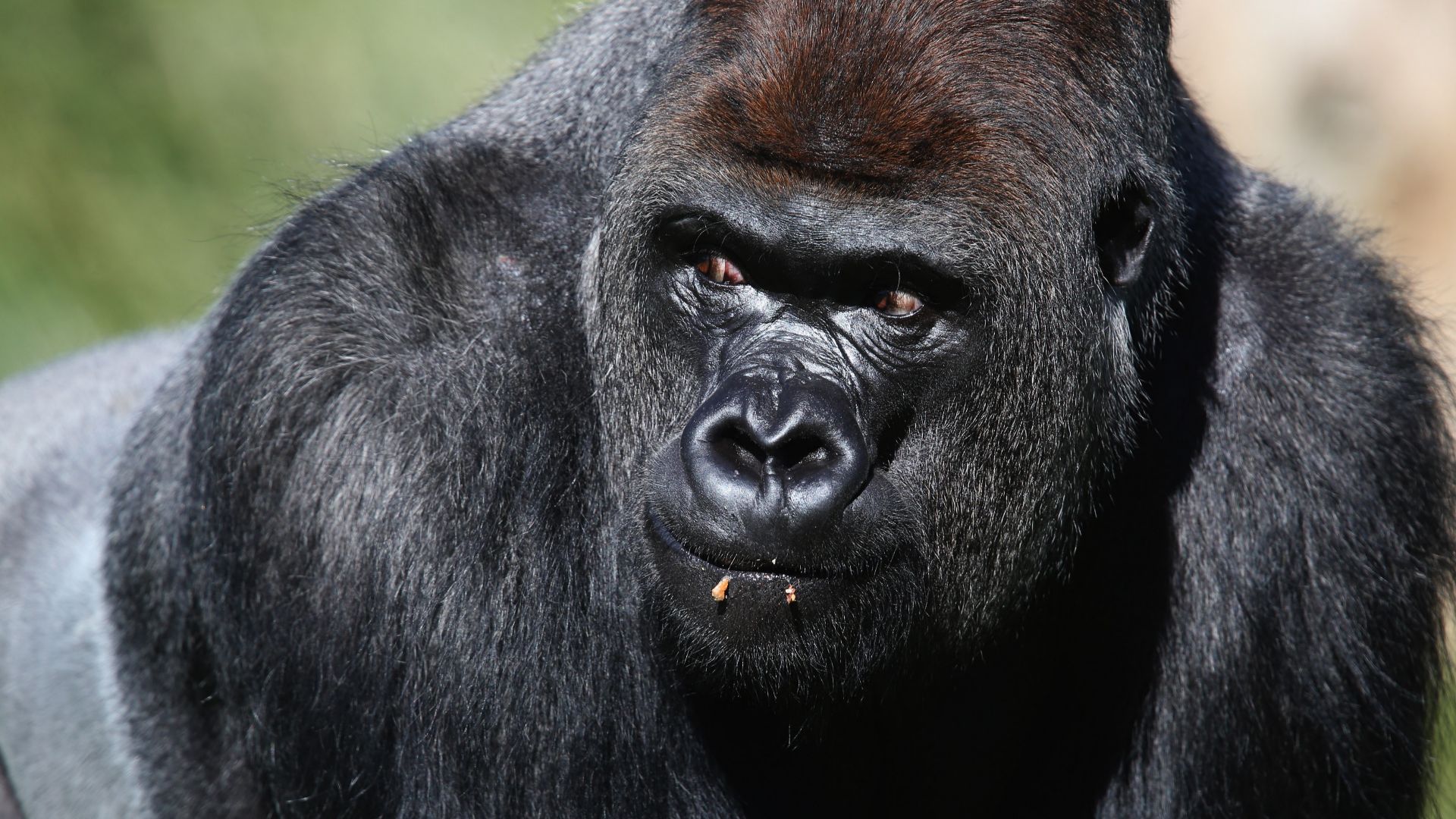 Gorilla