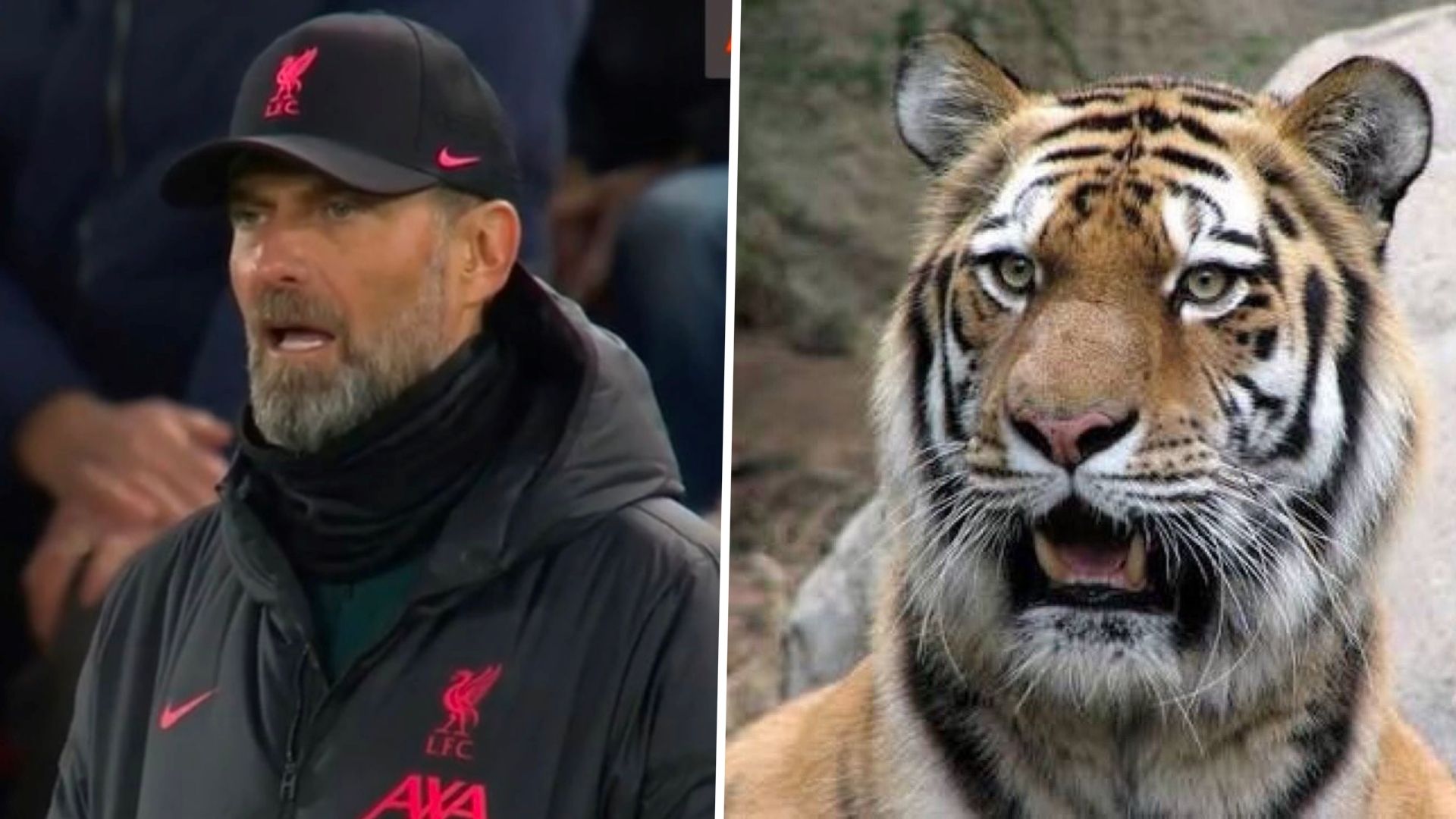 Jurgen Klopp tiger