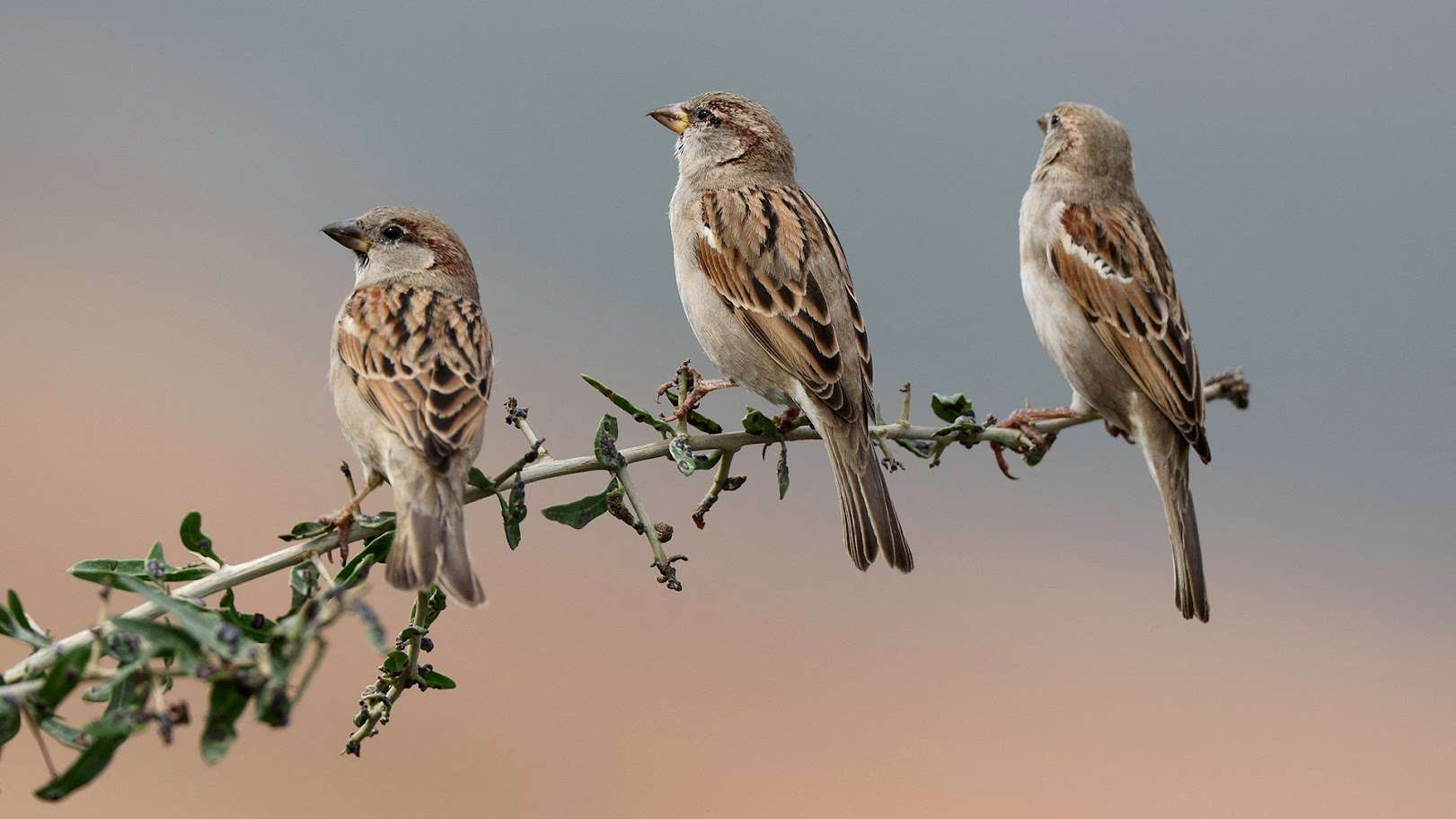 Pardal, Professor Pardal