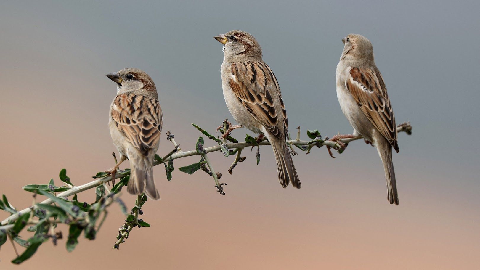 Pardal, Professor Pardal