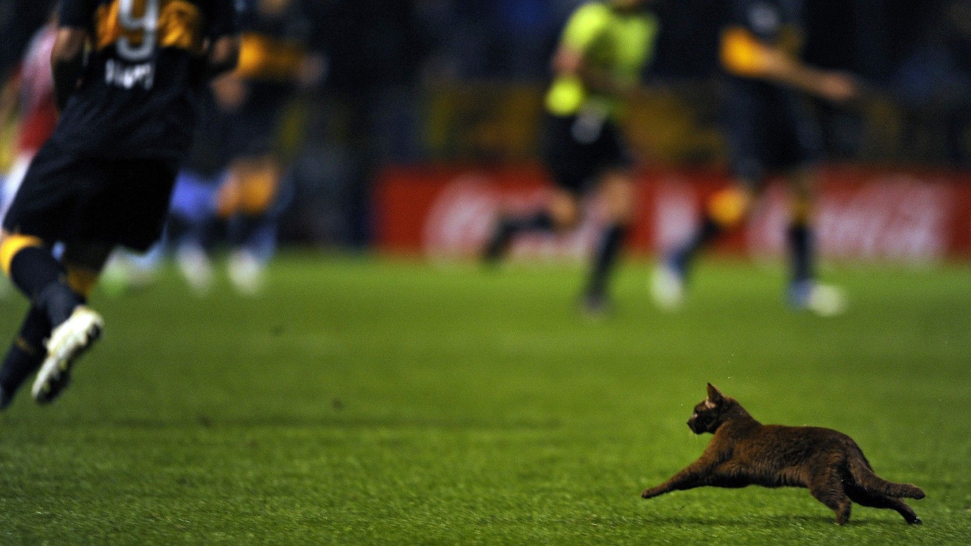 20220202-cat on the pitch