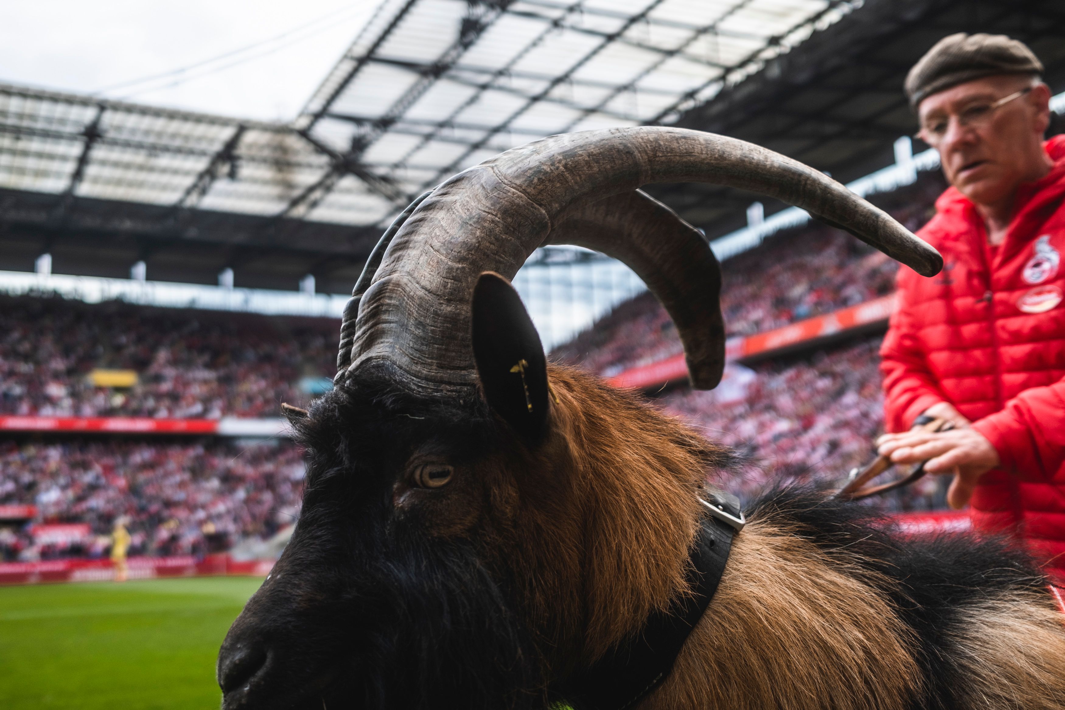 1. FC Koeln v Eintracht Frankfurt - FLYERALARM Frauen-Bundesliga