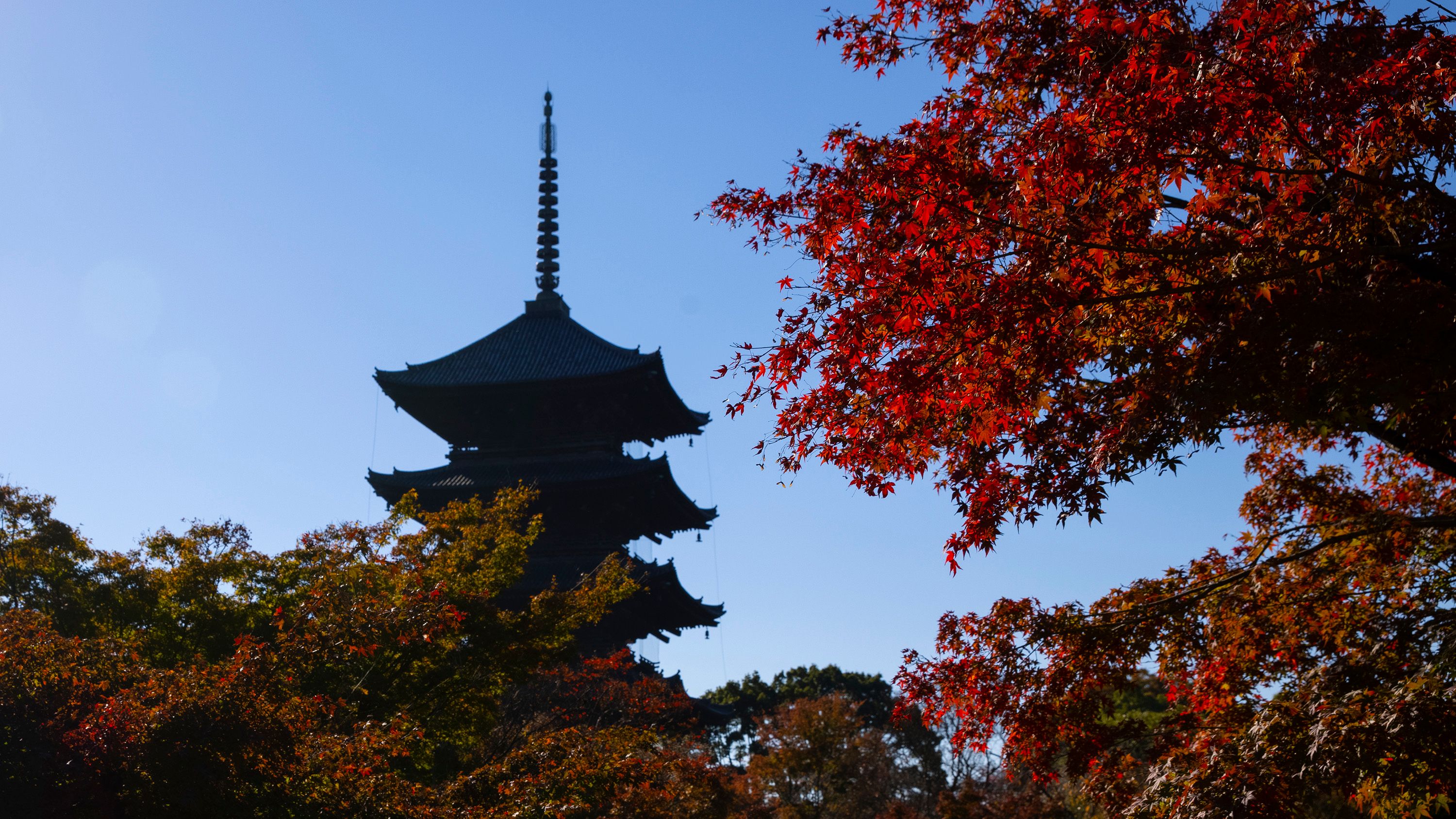 People Enjoy Autumn Colours In Kyoto