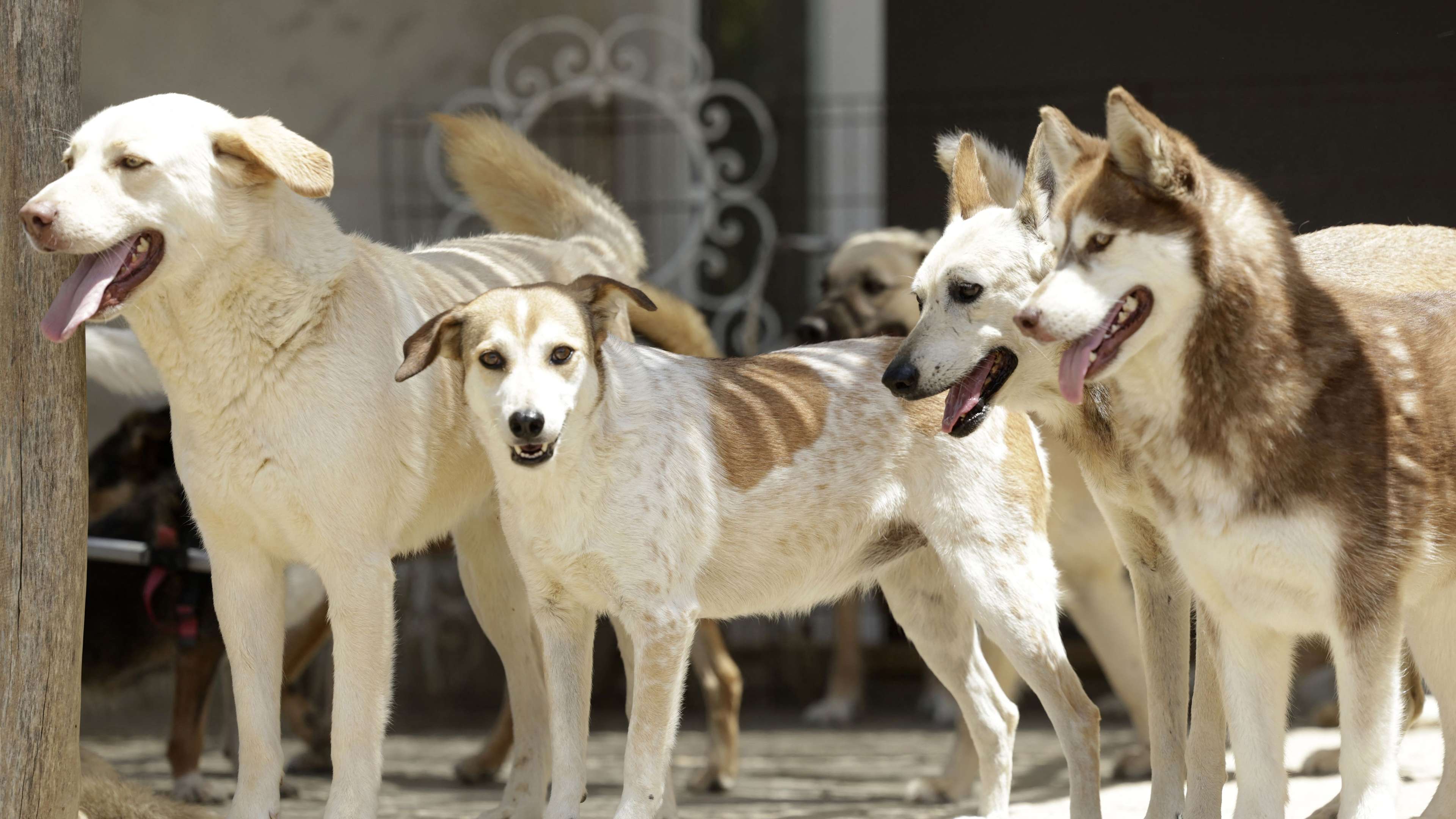 MOROCCO-ANIMALS-DOGS