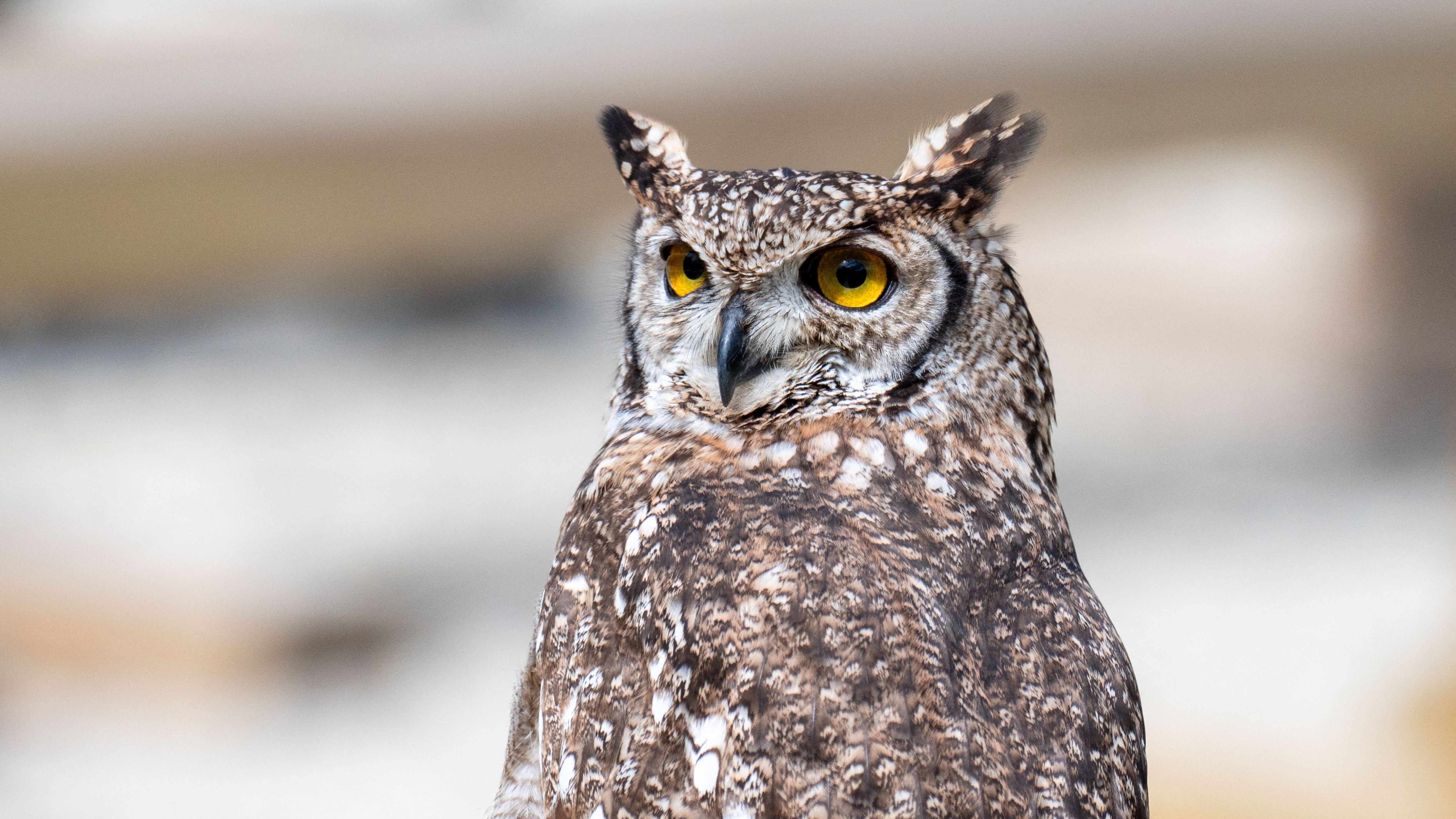 FRANCE-ENVIRONMENT-RAMBOUILLET-ANIMALS-SIBERIAN-EAGLE-OWL