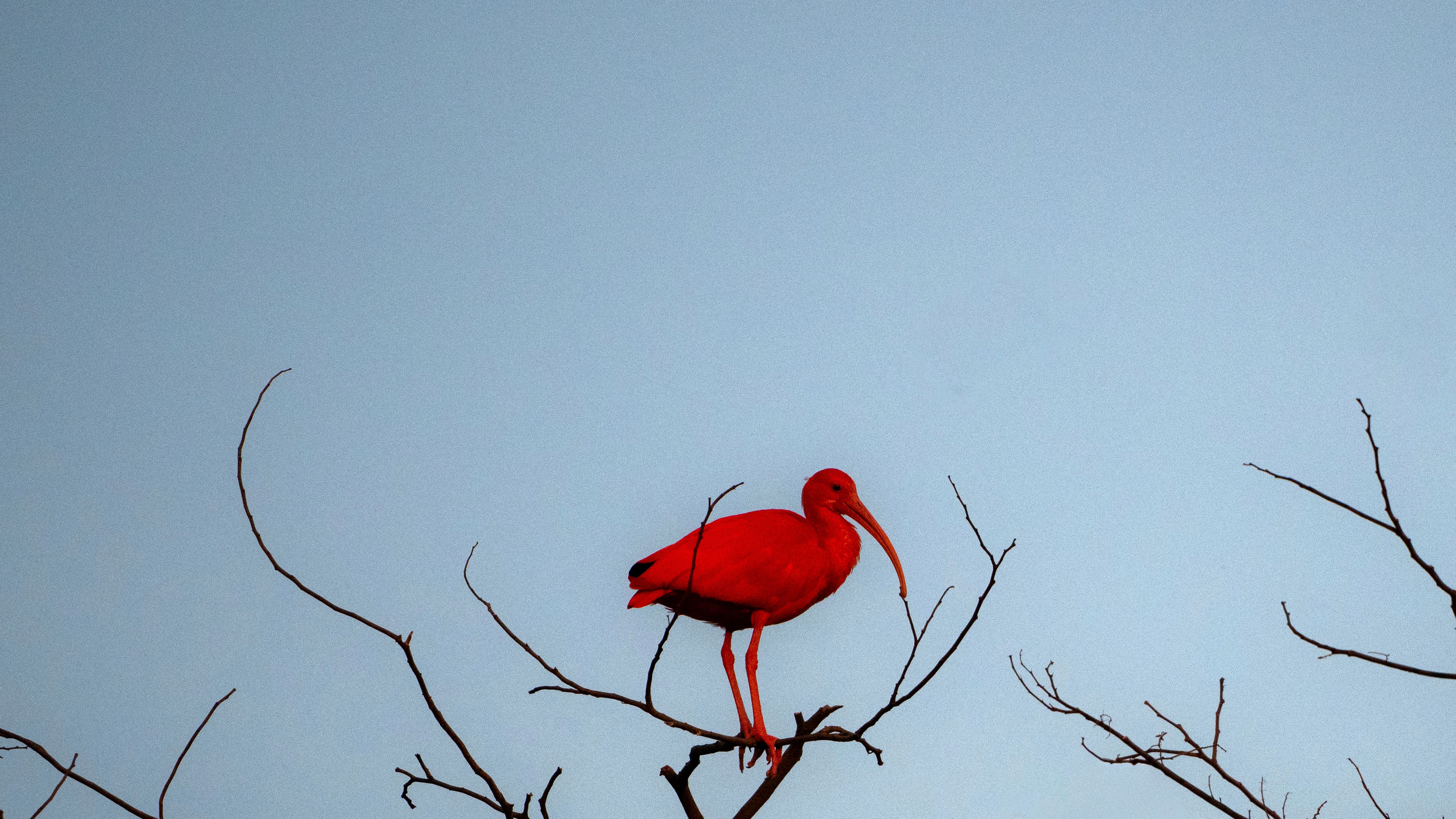 COLOMBIA-NATURE-ANIMAL