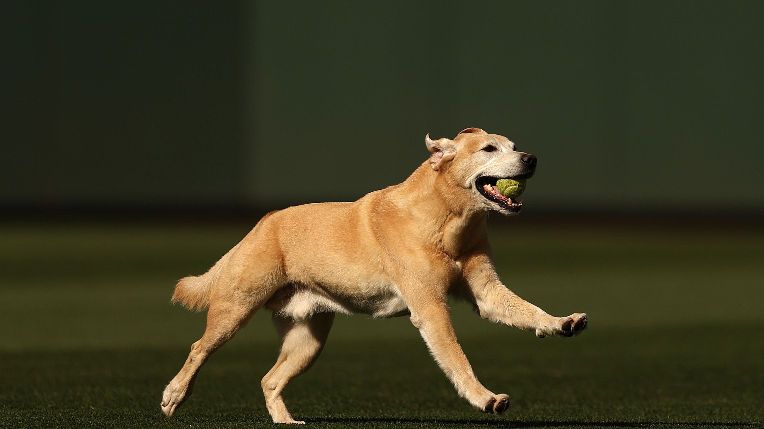 Atlanta Braves v Seattle Mariners
