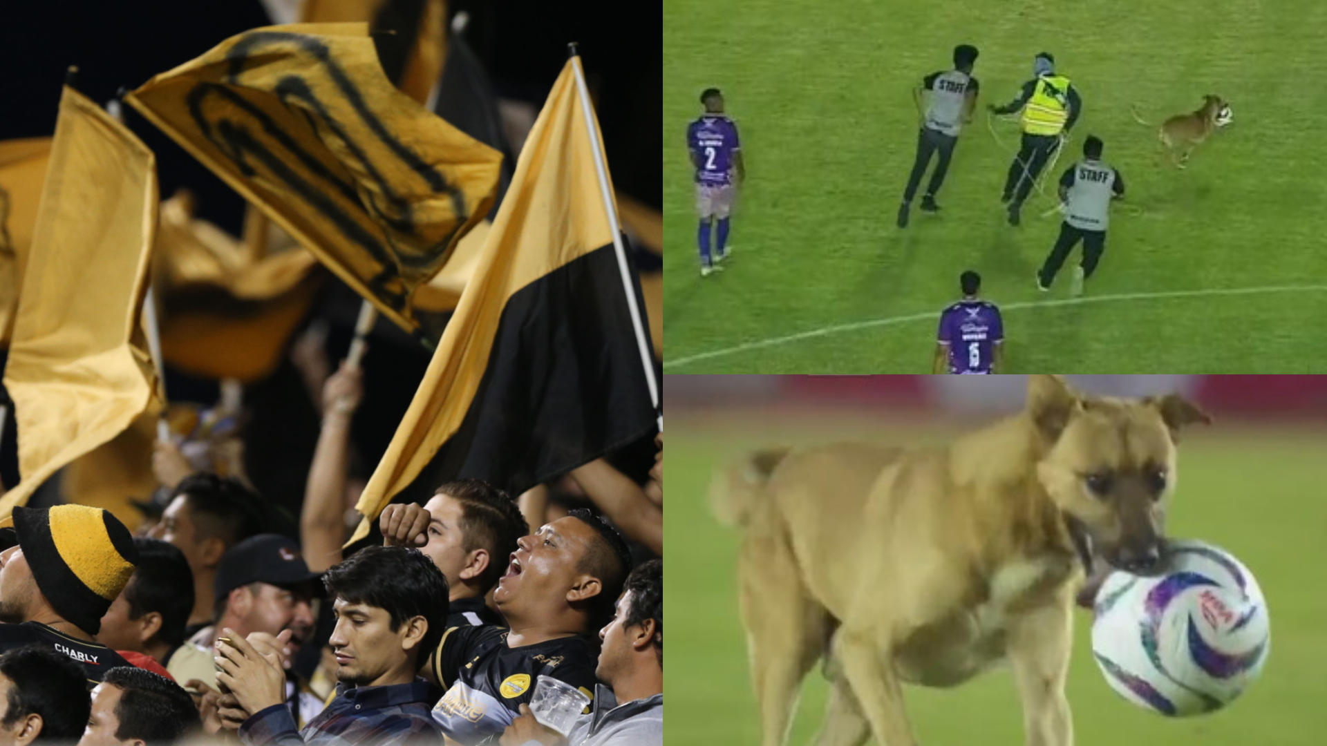 WATCH Mexican game involving club once managed by Diego Maradona halted by pitch-invading dog that steals the ball, runs off with it and cant be caught! Goal US