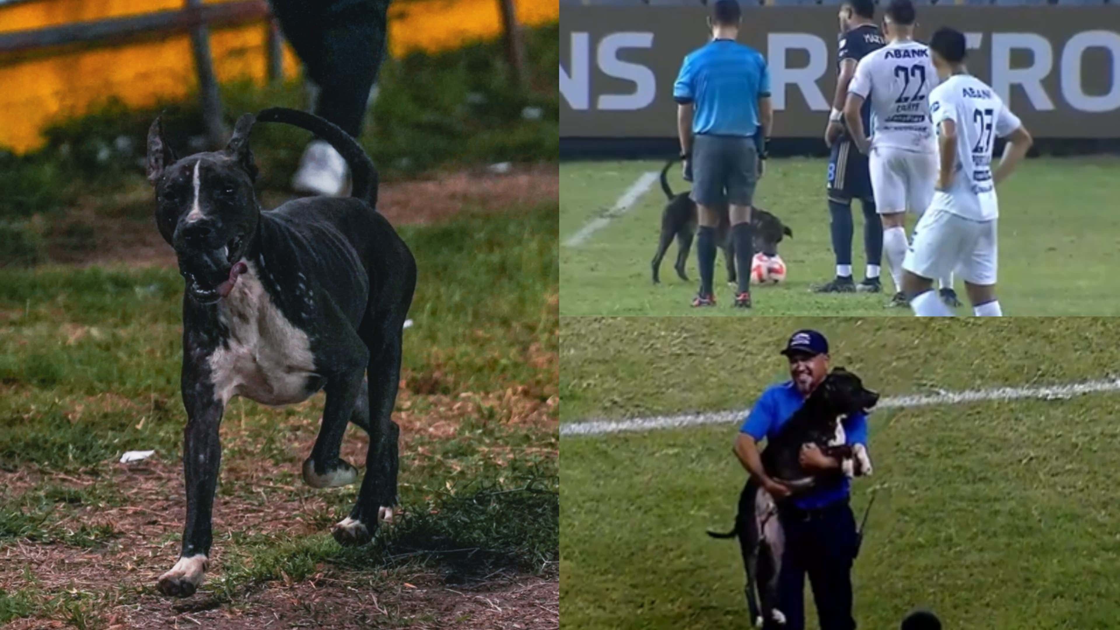 WATCH: What a good boy! Philadelphia Union CONCACAF clash stopped after dog  runs onto the pitch and steals the ball