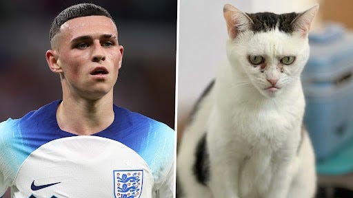 Angry cat is spitting image of England and Man Kitty's Phil Foden - with  better haircut - Daily Star