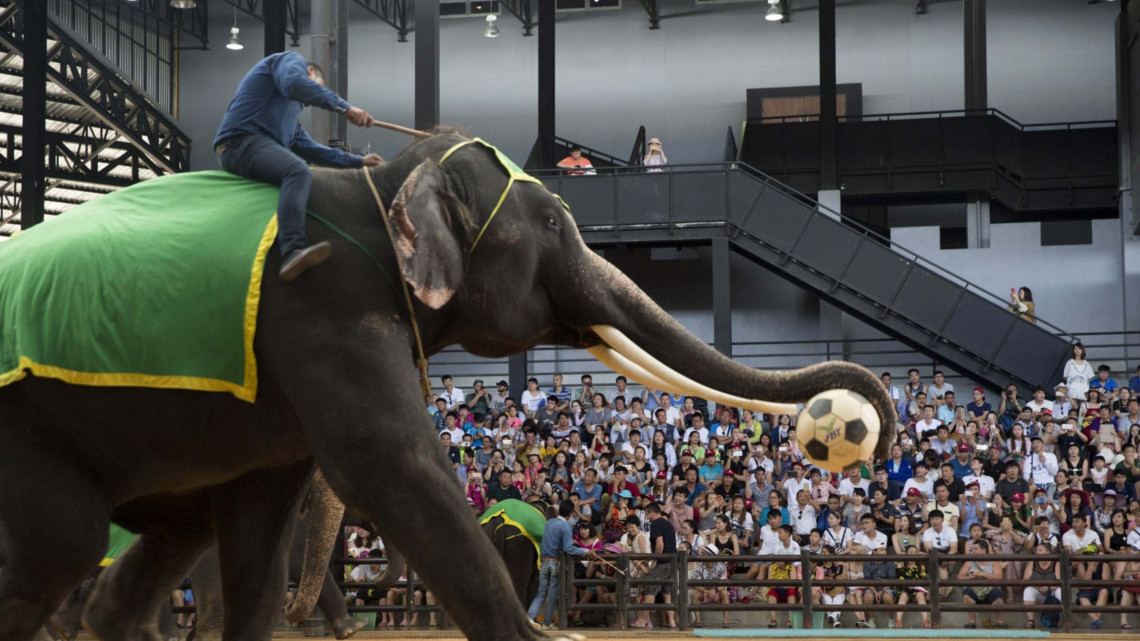 Elephant Football