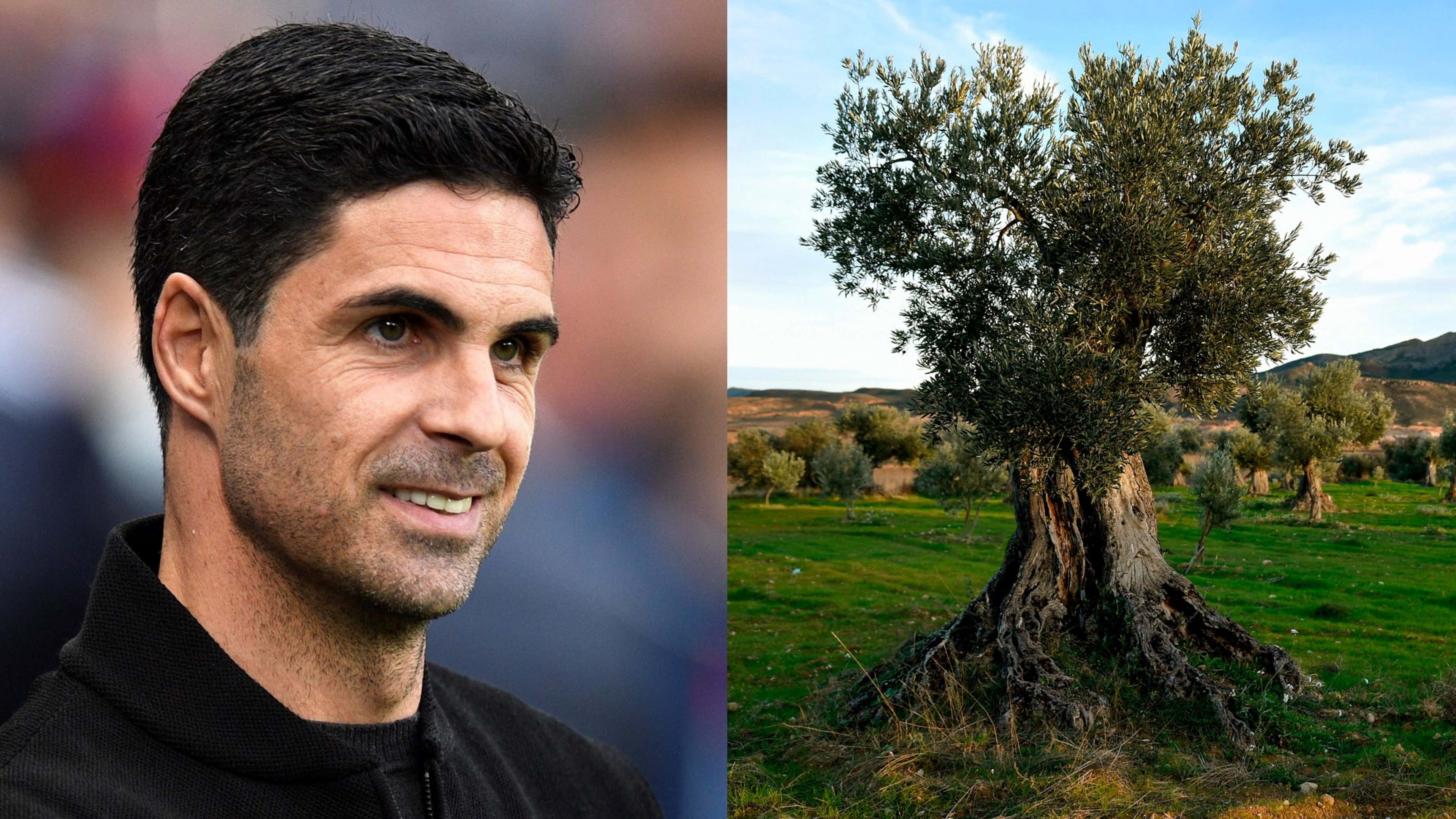 Mikel Arteta brings an olive tree to Arsenal team meetings as Gunners boss  explains latest bizarre motivational tool