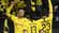 Jadon Sancho scored for Borussia Dortmund vs Freiburg