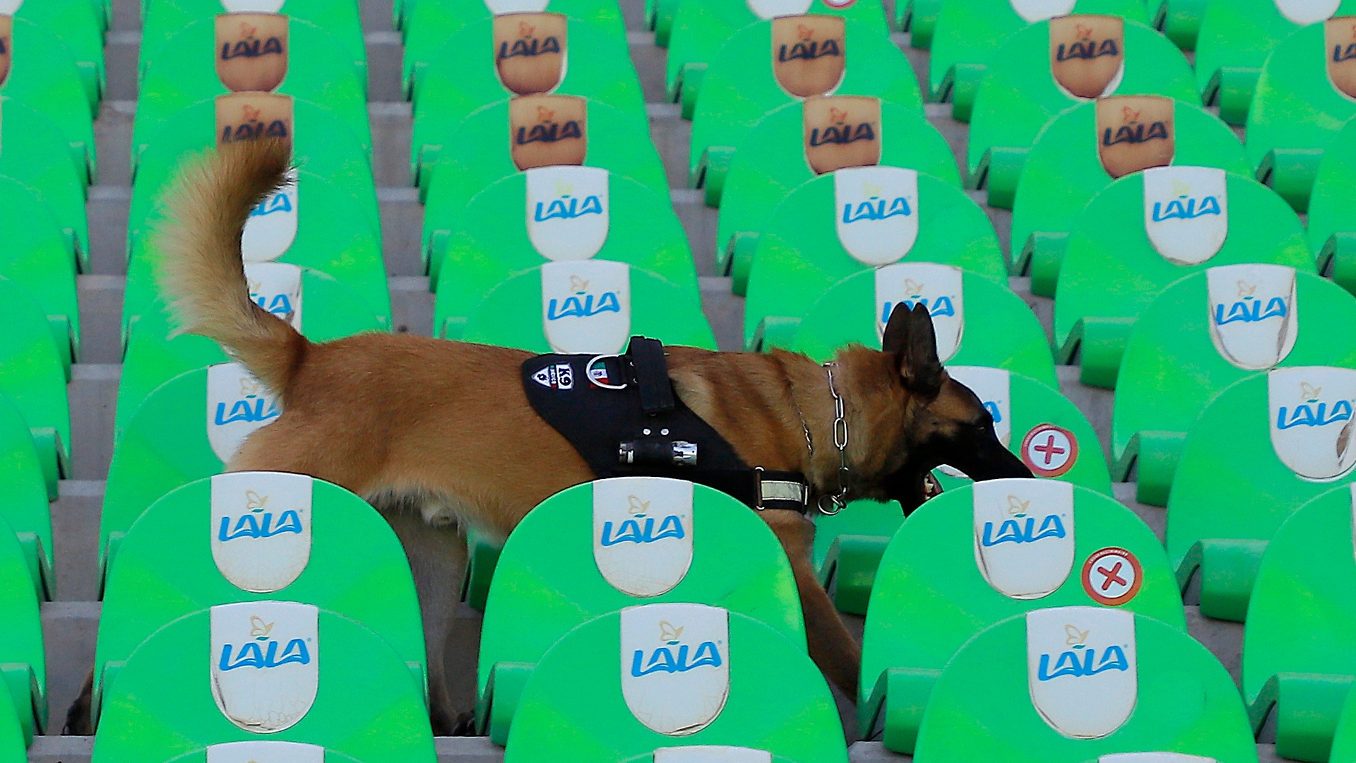 La Liga club Girona want to let dogs attend matches